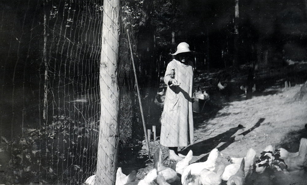 Chickens tended by early staff. II_7_barn_275a