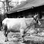 Barn. Ayrshire cow.