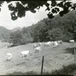 Ayrshire herd. Grace Rood Album II