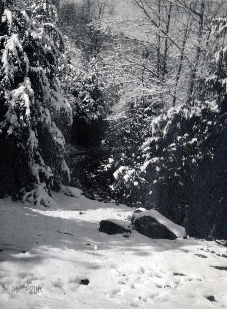 LAND USE Pine Mountain Hemlock Survey 2000: View of the lush hemlock trees and their boughs burdened by snow, that abounded in the forests surrounding Pine Mountain in the early decades of the School.