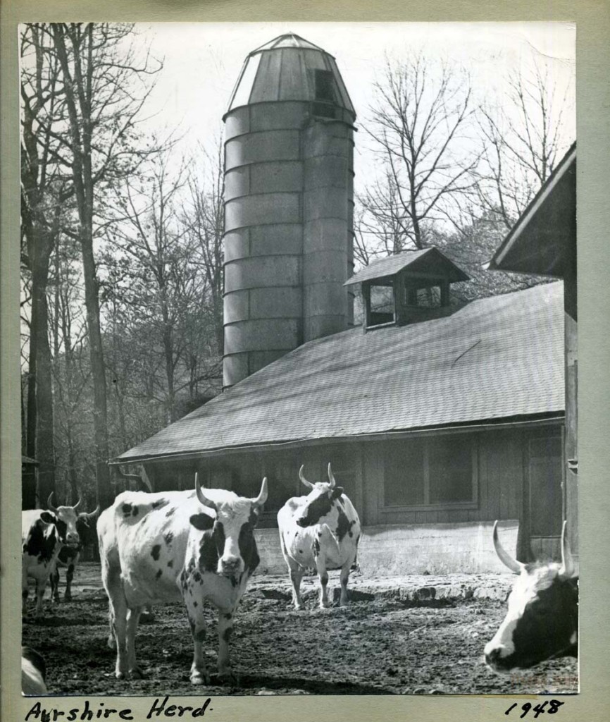 "Ayrshire Herd 1948." Barn and silo in background. [nace_II_album_041.jpg]